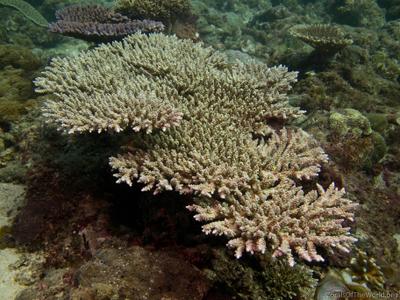 CotW: Acropora tenuis