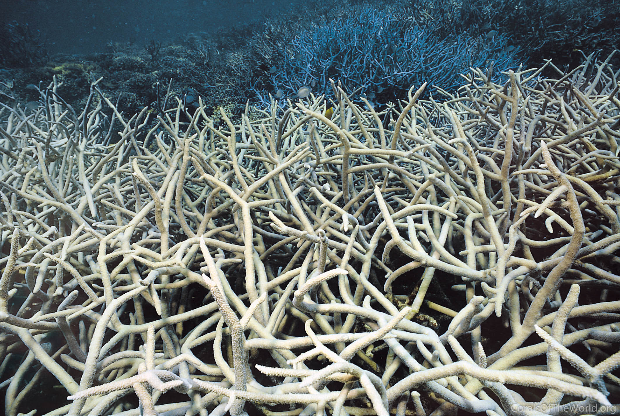 Acropora teres