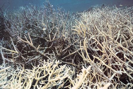 CotW preview: Acropora teres