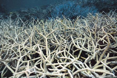 CotW: Acropora teres
