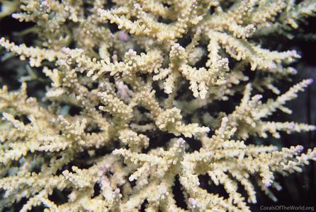 CotW preview: Acropora tizardi