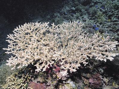 CotW: Acropora tizardi