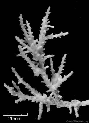 CotW: Acropora tizardi