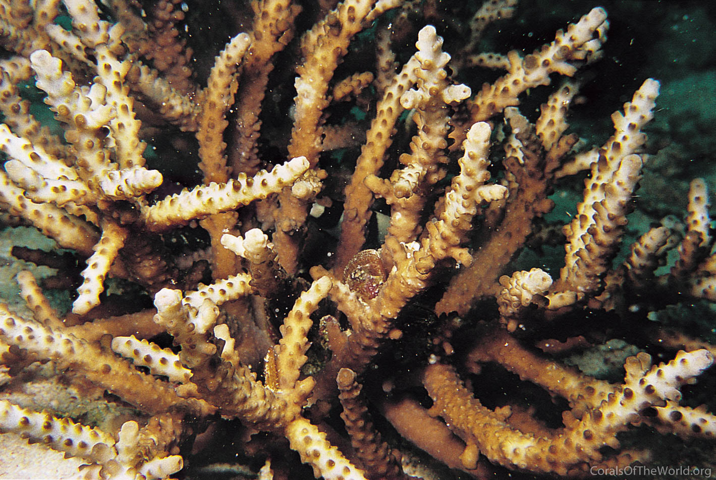 Acropora torihalimeda