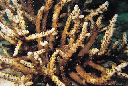 CotW preview: Acropora torihalimeda