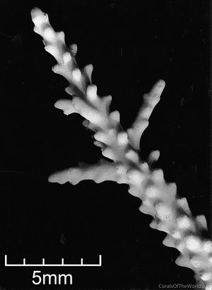 CotW preview: Acropora torihalimeda