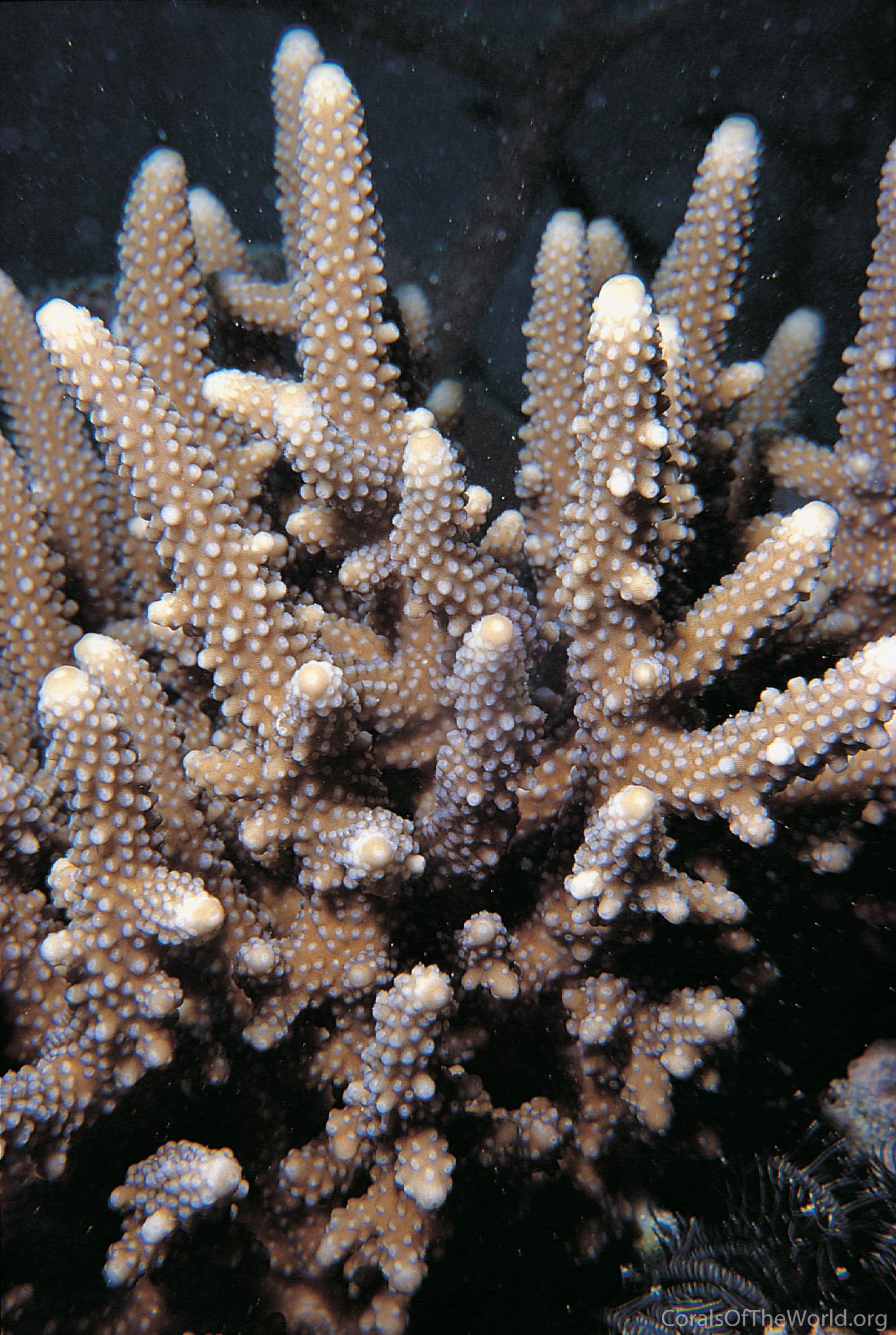 Acropora torresiana