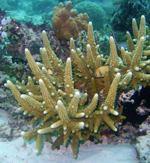 CotW preview: Acropora torresiana