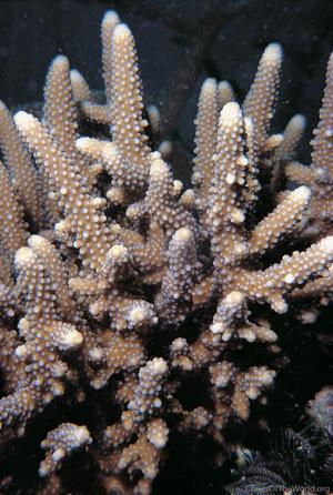 CotW: Acropora torresiana