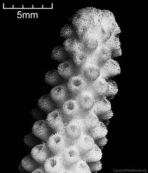 CotW: Acropora torresiana