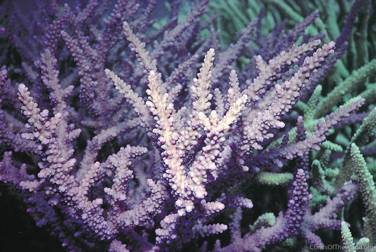 Acropora tortuosa