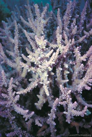 CotW preview: Acropora tortuosa