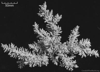 CotW: Acropora tortuosa