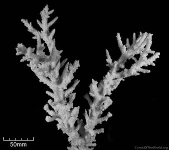 CotW: Acropora tortuosa