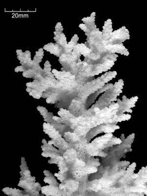 CotW: Acropora tortuosa