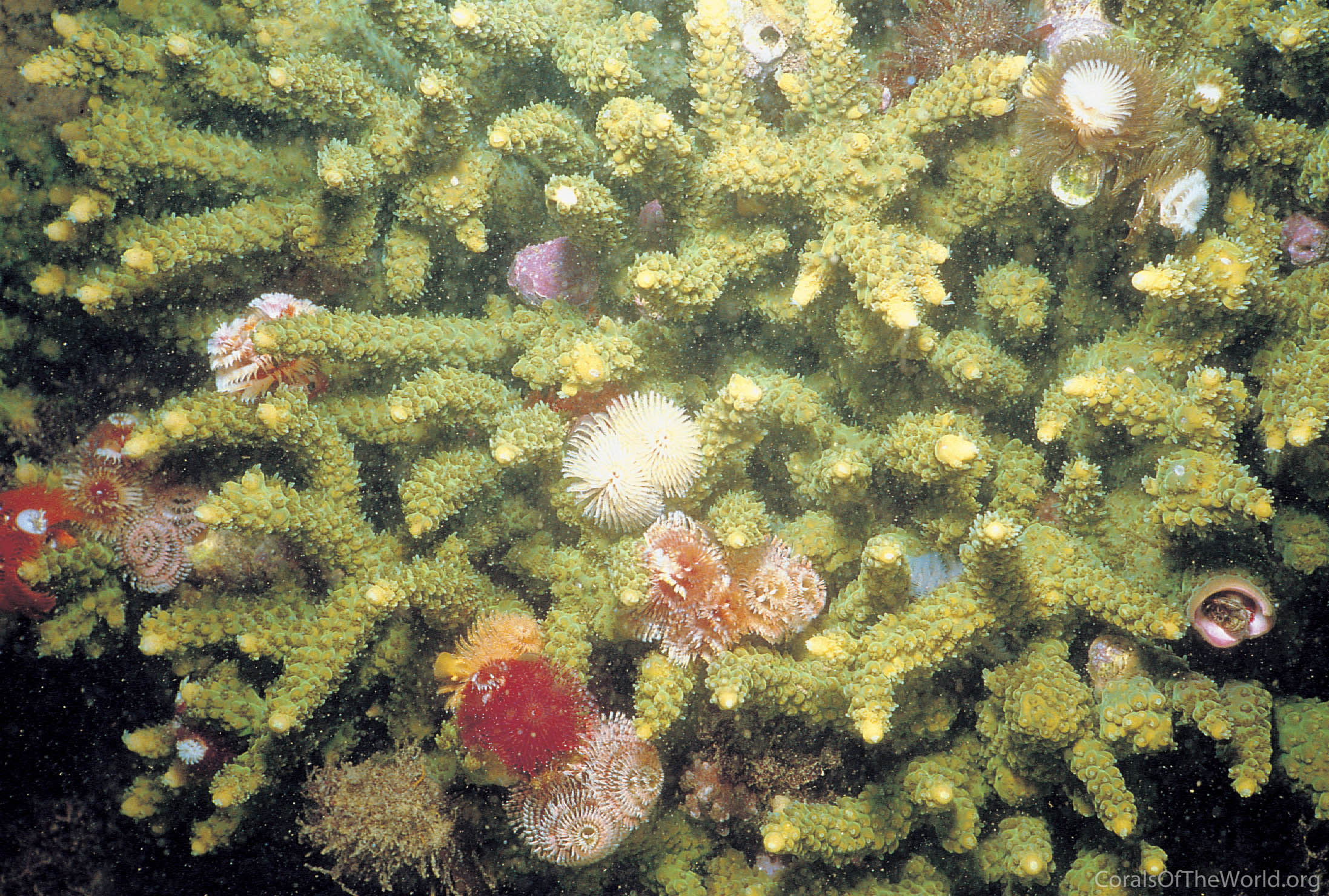 Acropora tumida