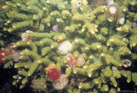 CotW: Acropora tumida