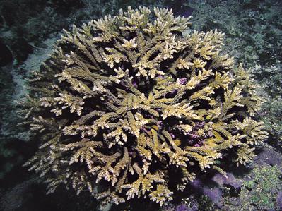CotW: Acropora tumida