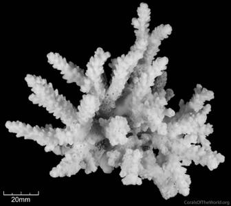 CotW: Acropora tumida