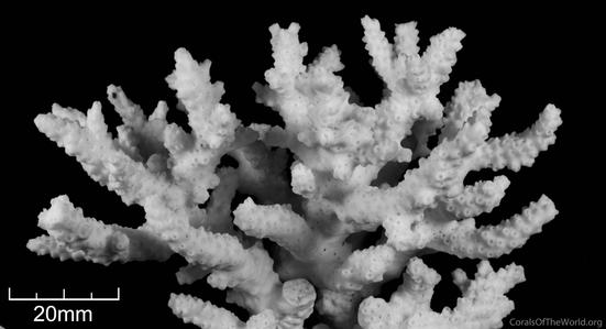 CotW: Acropora tumida