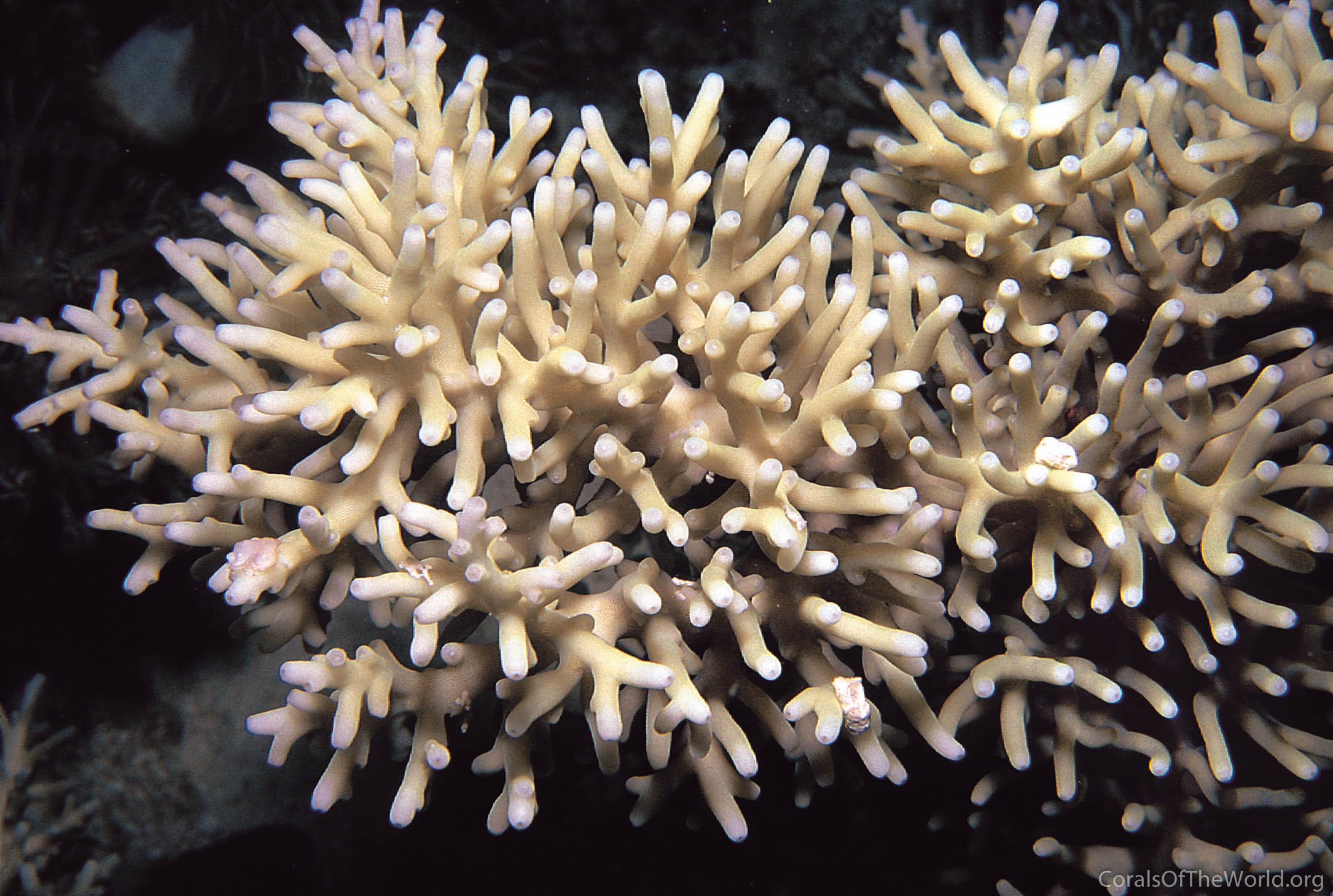 Acropora turaki