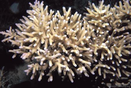 CotW preview: Acropora turaki