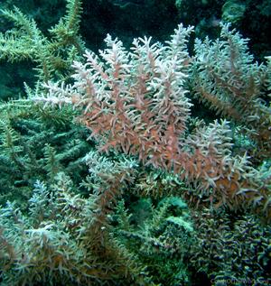 CotW preview: Acropora turaki