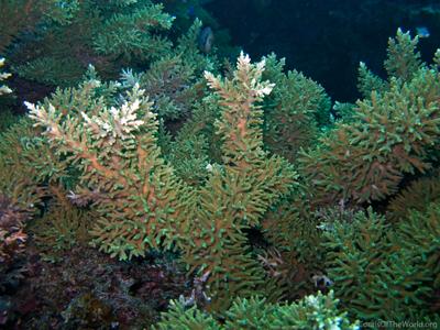 CotW: Acropora turaki