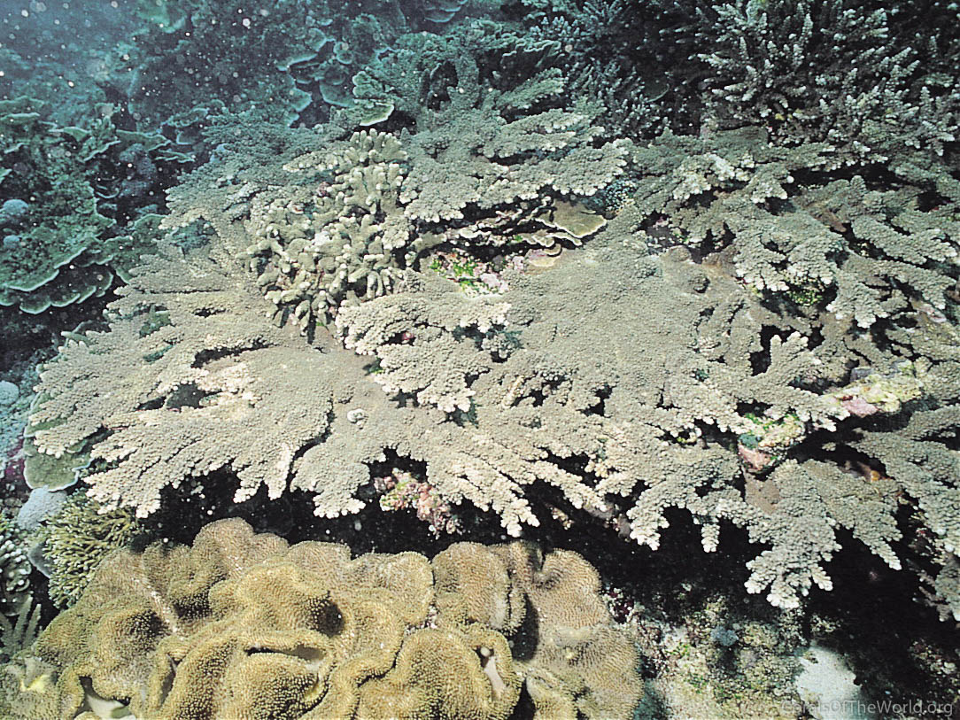 Acropora tutuilensis