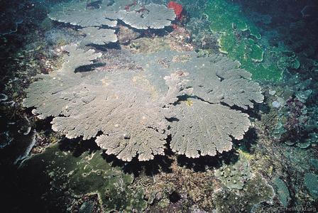 CotW preview: Acropora tutuilensis