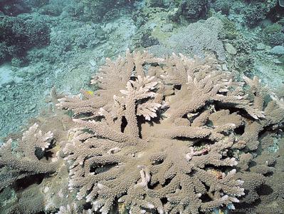 CotW: Acropora tutuilensis