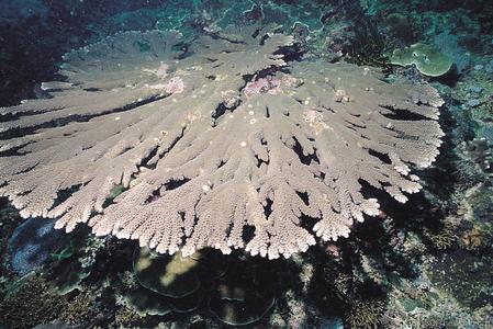 CotW: Acropora tutuilensis