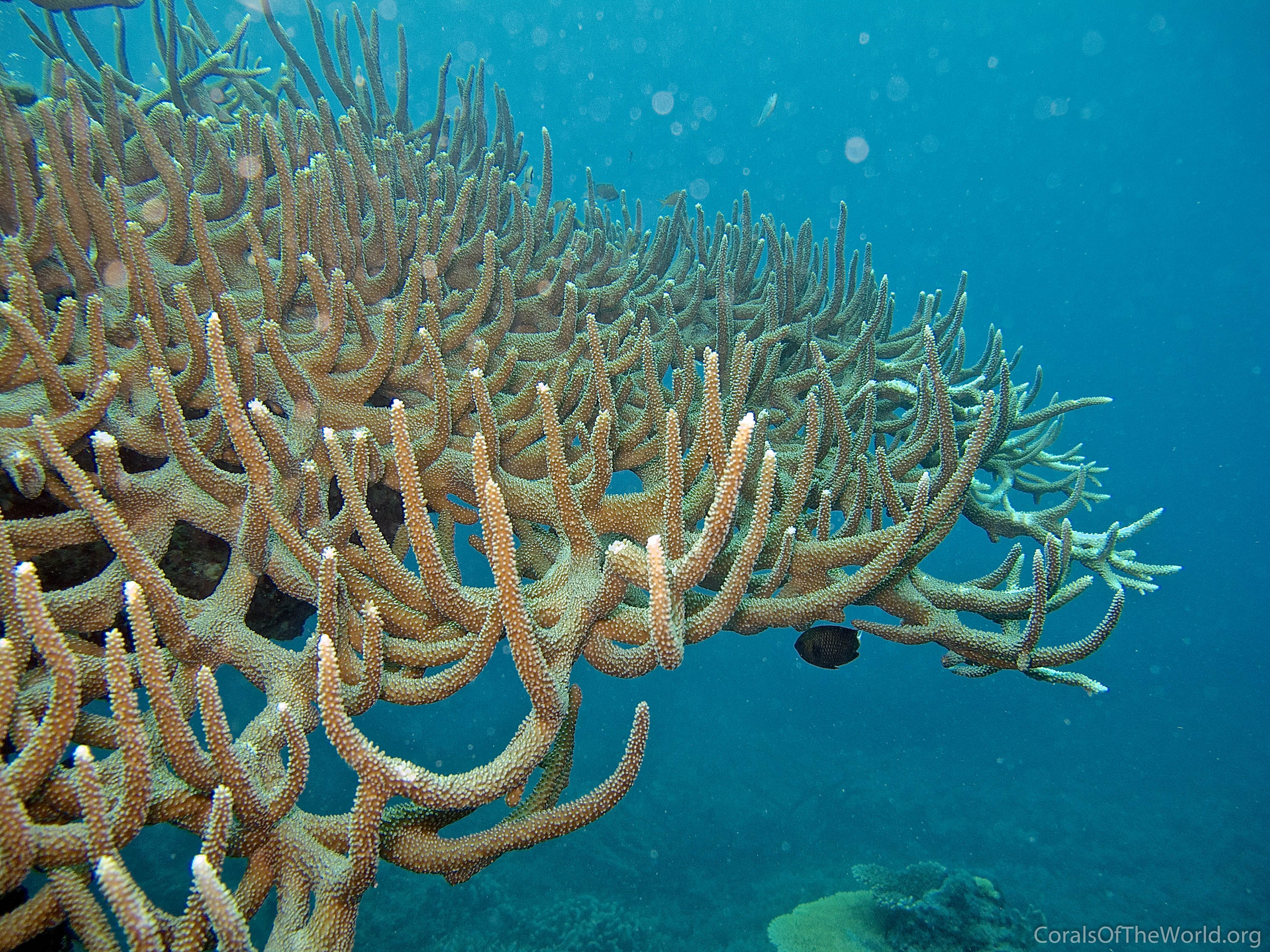 Acropora valenciennesi