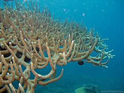 CotW: Acropora valenciennesi