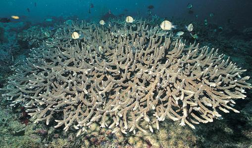 CotW: Acropora valenciennesi