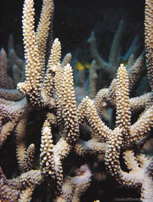CotW: Acropora valenciennesi