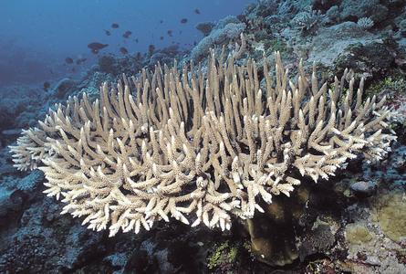 CotW: Acropora valenciennesi