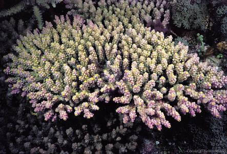 CotW preview: Acropora valida