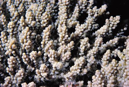 CotW preview: Acropora valida
