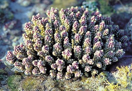 CotW: Acropora valida
