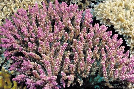 CotW: Acropora valida