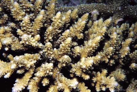 CotW preview: Acropora variabilis