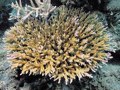 CotW: Acropora variabilis