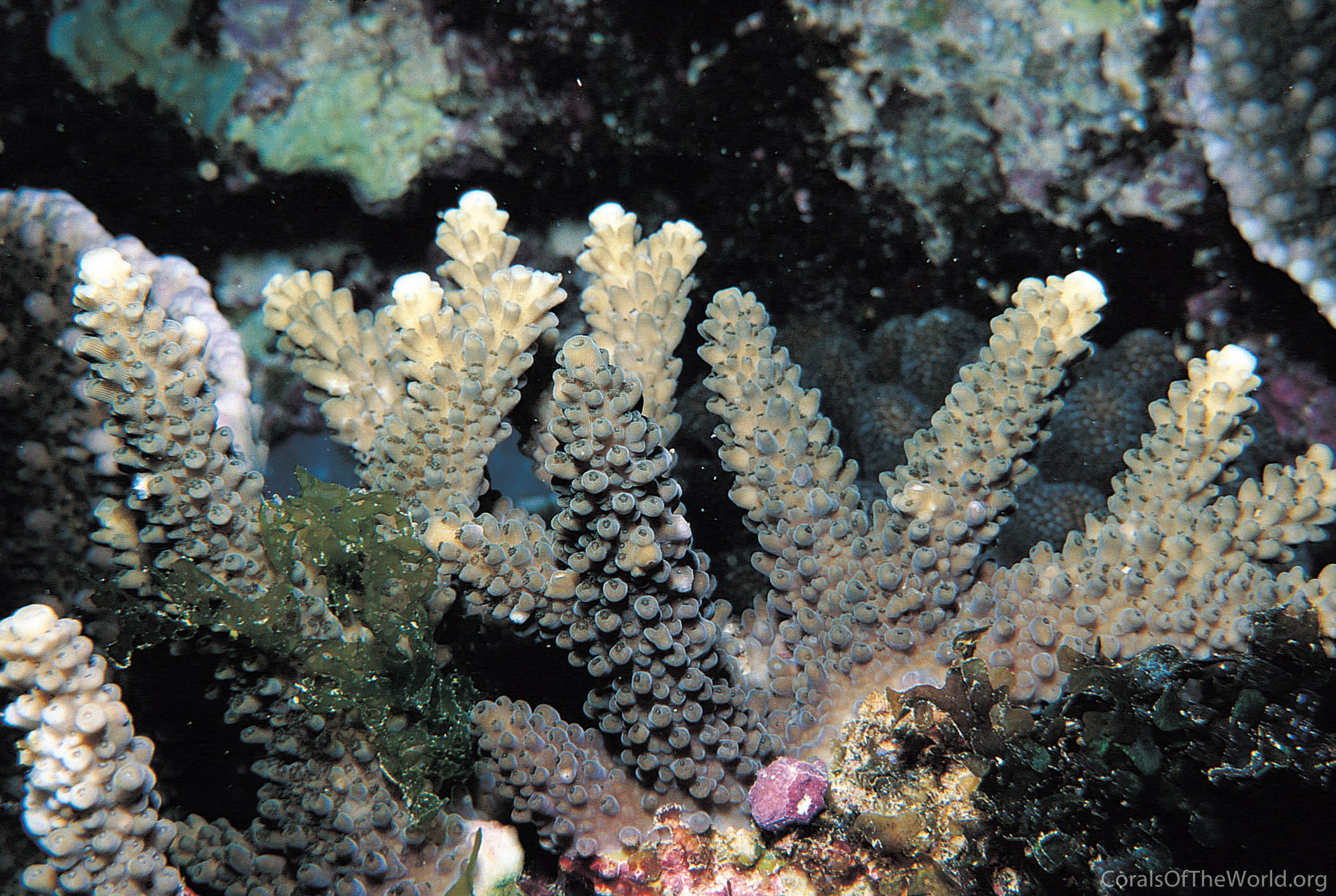 Acropora variolosa