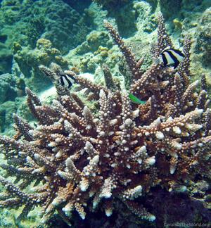 CotW preview: Acropora variolosa