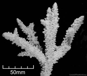 CotW: Acropora variolosa