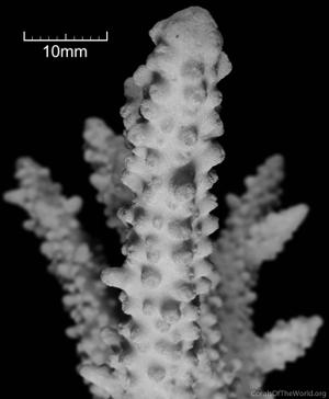 CotW: Acropora variolosa