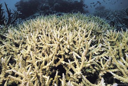 CotW preview: Acropora vaughani
