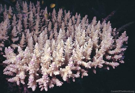 CotW: Acropora vaughani