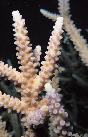 CotW: Acropora vaughani